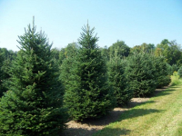 Χαλκιδική: Ρεκόρ πωλήσεων προβλέπουν για φέτος οι ελατοπαραγωγοί - "Βροχή" από προπαραγγελίες