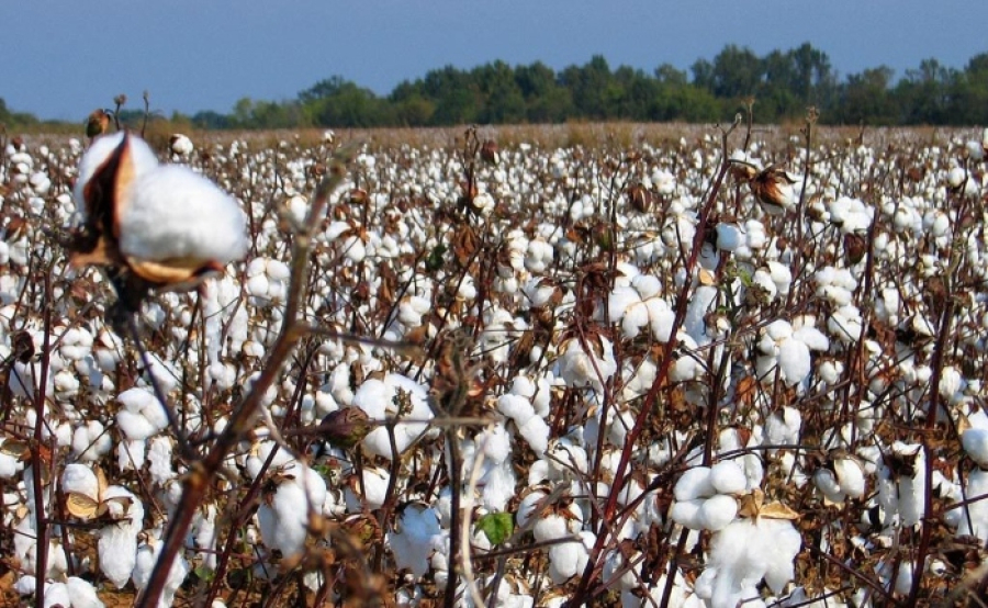 YΠΑΑΤ: Συγκροτείται Ομάδα Εργασίας για το Βαμβάκι