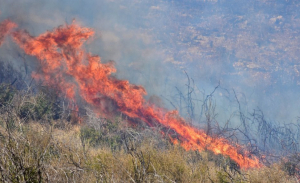 Ανεξέλεγκτη η φωτιά σε δασική έκταση στην περιοχή Λιβαδάκι της Ηλείας - Ενισχύονται οι πυροσβεστικές δυνάμεις