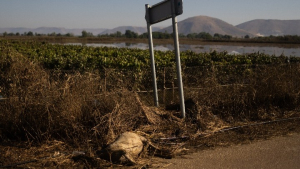 Κακοκαιρία Daniel: Έχουν δηλωθεί νεκρά 38.000 αιγοπρόβατα και 7.000 χοίροι