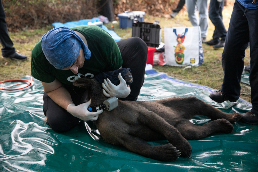 AQUA Carpatica: Στηρίζει το έργο του ΑΡΚΤΟΥΡΟΥ