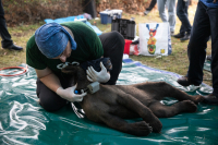 AQUA Carpatica: Στηρίζει το έργο του ΑΡΚΤΟΥΡΟΥ
