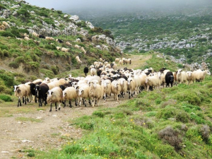 Αναγνώριση σε εθνικό επίπεδο της διεπαγγελματικής οργάνωσης αιγοπρόβειου κρέατος