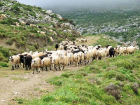 Αναγνώριση σε εθνικό επίπεδο της διεπαγγελματικής οργάνωσης αιγοπρόβειου κρέατος