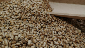 Ρουμανία: Θα σφραγίζει και θα παρακολουθεί τα ουκρανικά φορτία σιτηρών που διέρχονται από τη χώρα