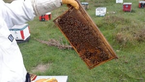 ΥΠΑΑΤ: Πάνω από 46.750 μελισσοκόμοι έχουν ενταχθεί στο Ηλεκτρονικό Μελισσοκομικό Μητρώο