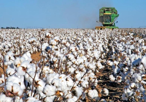 Βαμβακοκαλλιέργεια: Μπροστά σε προκλήσεις ο ελληνικός "λευκός χρυσός"