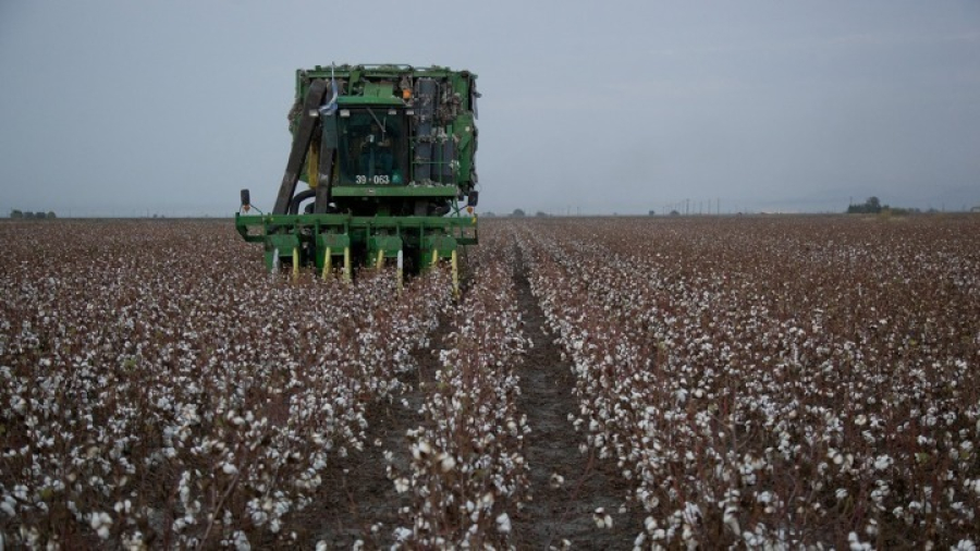 Σε επισφαλή ισορροπία ο κλάδος βάμβακος - Μειωμένη ως και 40% η φετινή παραγωγή στην Ελλάδα
