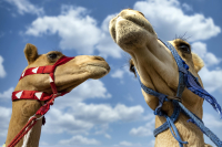 Το 2024 ανακηρύσσεται ως Έτος της Καμήλας από την Σαουδική Αραβία