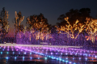 Ελληνικό: Σε 12 Δήμους μεταφυτεύονται τα 180 έλατα του χριστουγεννιάτικου δέντρου του Experience Park