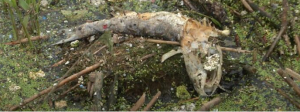 Συναγερμός: Νεκρά ψάρια στην τάφρο της Σίνδου