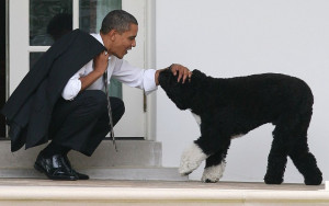 Πέθανε ο Μπο, ο σκύλος του Μπαράκ Ομπάμα και σταρ του Λευκού Οίκου