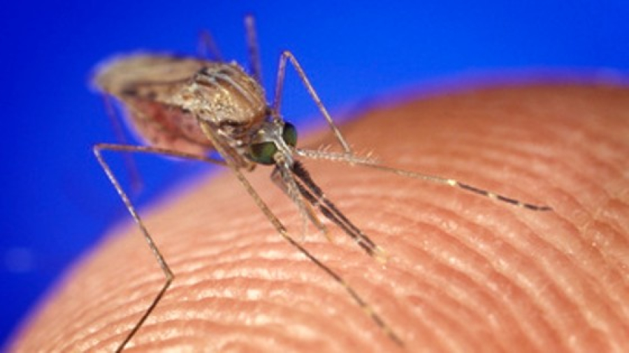 ΠΟΫ: "Απειλή" ο δάγκειος πυρετός αυτή τη δεκαετία για νότια Ευρώπη, ΗΠΑ, Αφρική