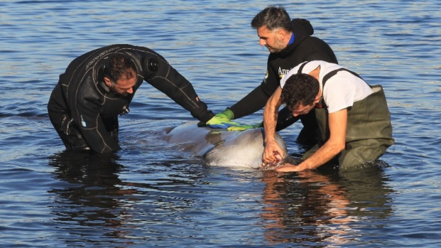 Κρίσιμη η κατάσταση της υγείας της νεαρής φάλαινας που εκβράστηκε στα αβαθή του Αλίμου