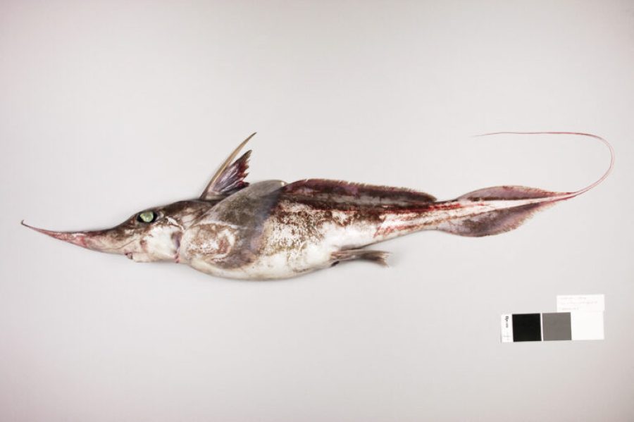 Νέα Ζηλανδία: Ανακαλύφθηκε νέο είδος "καρχαρίας φάντασμα" στα ανοιχτά της χώρας