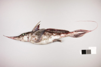 Νέα Ζηλανδία: Ανακαλύφθηκε νέο είδος "καρχαρίας φάντασμα" στα ανοιχτά της χώρας