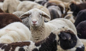 ΕΕΕΔΕΕ: Πάνω από 433 χιλιάδες ζώα έχουν θανατωθεί λόγω ευλογιάς