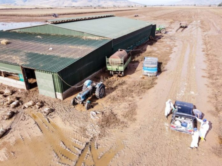 Δημοσιεύθηκε η προκήρυξη, ύψους 45 εκατ. ευρώ, για δωρεάν αντικατάσταση ζωικού κεφαλαίου και ανακατασκευή στάβλων σε Θεσσαλία, Έβρο, Β. Φθιώτιδα