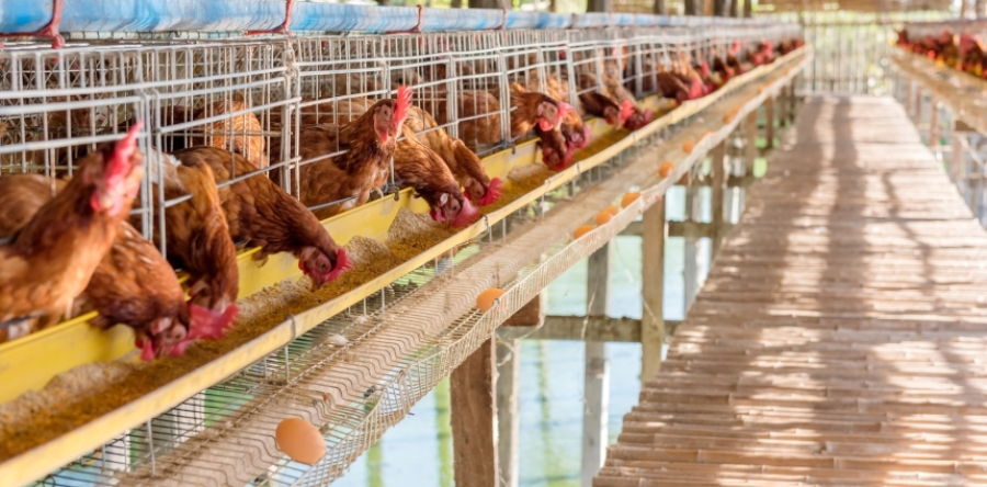 ΕΔΟΠ: Επισημαίνει τους κινδύνους για την ελληνική πτηνοτροφία από τη συμφωνία ΕΕ–Mercosur με επιστολή προς τον Πρωθυπουργό και το ΥΠΑΑΤ