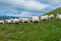 Οδηγίες για τις μετακινήσεις αιγοπροβάτων ενόψει της εορταστικής περιόδου