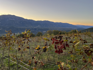 «Πύρρου Άμπελος»: Εξερευνώντας τα αμπελοοινικά «διαμάντια» της Ηπείρου