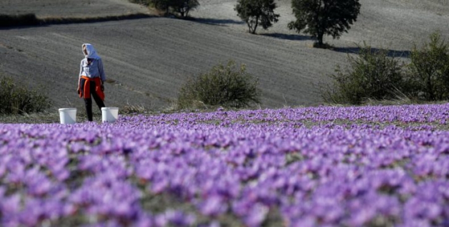 Κοζάνη: Ολοκληρώνεται η συγκομιδή των σιτηρών στον Κρόκο