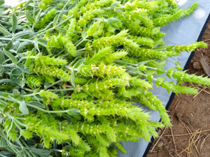 Η Ελλάδα πρωτοπορεί με τα προϊόντα της στη μεσογειακή -αντιοξειδωτική διατροφή - Τι είναι το ΑntioxCert