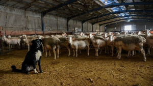 Eκτακτο πρόγραμμα αποζημιώσεων ύψους 8 εκατ. ευρώ για τυροκομικές επιχειρήσεις της Λέσβου