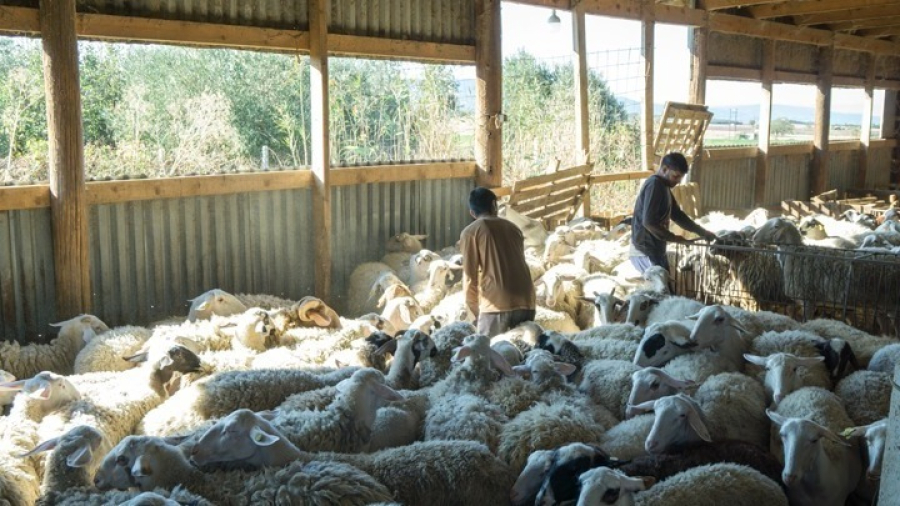 Ινδοί αγρότες έγιναν κτηνοτρόφοι σε μονάδα της Χαλκιδικής - «Η ζωή στην Ελλάδα είναι ωραία» λένε