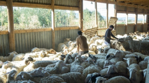 Ινδοί αγρότες έγιναν κτηνοτρόφοι σε μονάδα της Χαλκιδικής - «Η ζωή στην Ελλάδα είναι ωραία» λένε