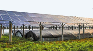 Αγροτικά φωτοβολταϊκά: Επιπλέον πηγή εσόδων για τους παραγωγούς, χωρίς να θυσιάζεται η «γη υψηλής παραγωγικότητας»