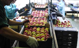 Χρονιά-ρεκόρ για τις εξαγωγές φρούτων και λαχανικών αναμένεται να είναι το 2023