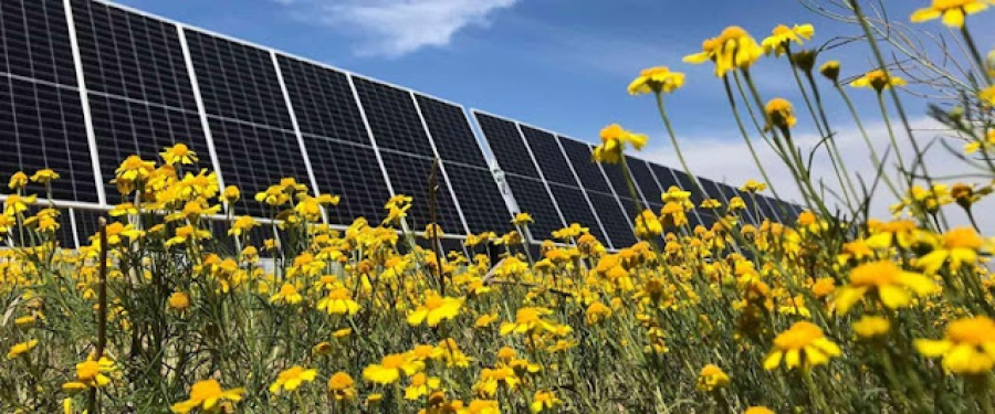 Υποχρεωτική φύτευση σε φωτοβολταϊκούς σταθμούς - Τι προβλέπει υπουργική απόφαση