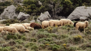 Ευλογιά προβάτων: Σε ποιες περιφέρειες εφαρμόζονται νέα μέτρα και σε ποιες αίρονται
