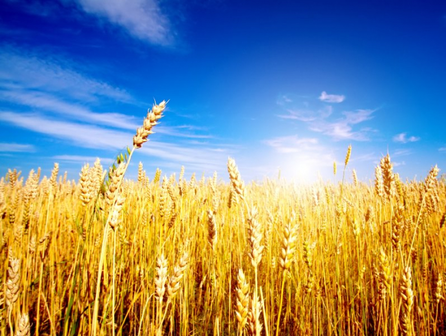 Κομισιόν: Βραχυπρόθεσμη παρέκκλιση από κανόνες γεωργικής πολιτικής για αύξηση παραγωγής σιτηρών