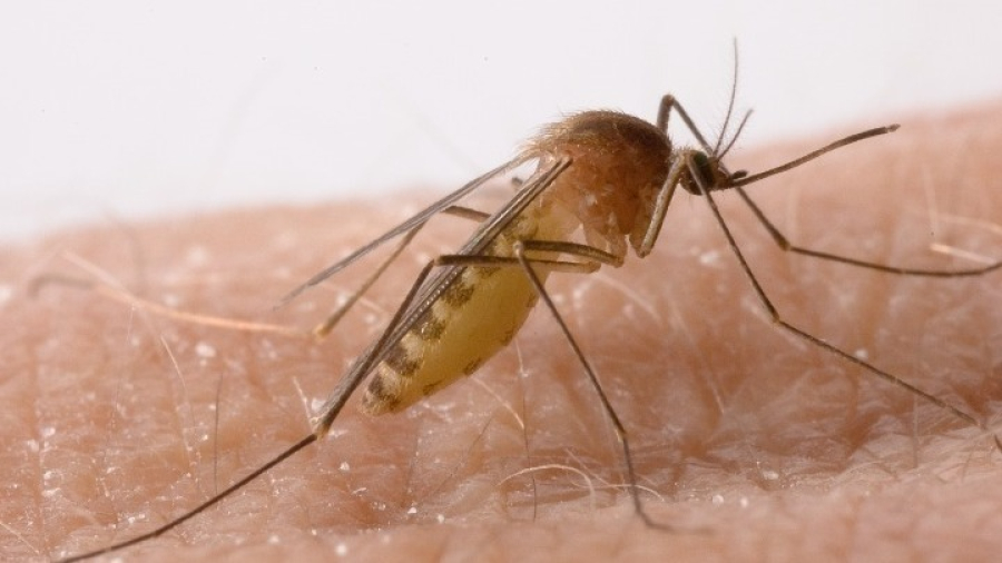 Ισπανία: Εργαστήριο στειρώνει κουνούπια "τίγρεις" για την καταπολέμηση του δάγκειου πυρετού