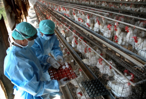 Τροπολογία στη Βουλή για το πρόβλημα της αδειοδότησης των πτηνοτροφικών επιχειρήσεων