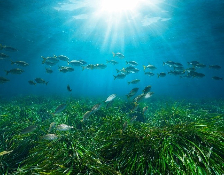 Posidonia Project: Μία νέα εποχή για την προστασία των λιβαδιών Ποσειδωνίας στην Ελλάδα