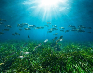 Posidonia Project: Μία νέα εποχή για την προστασία των λιβαδιών Ποσειδωνίας στην Ελλάδα