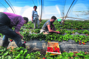 Κοζάνη: Συνεταιρισμοί και αγροτικοί σύλλογοι ζητούν το άνοιγμα των συνόρων για την έλευση εργατών γης