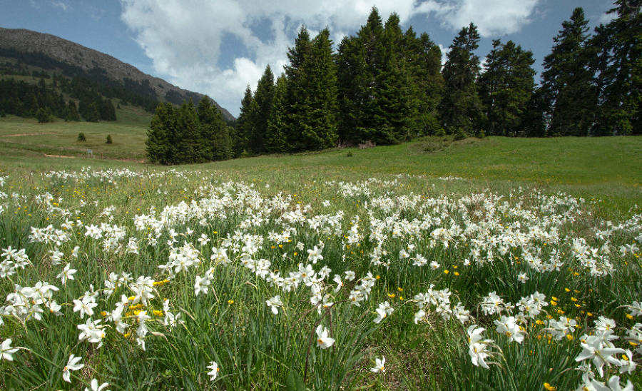 EE: Δεσμεύεται να δαπανήσει 1 δισ. ευρώ για την προστασία των δασών στον κόσμο