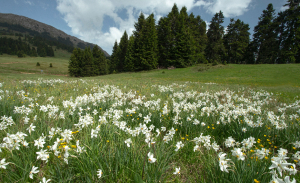 EE: Δεσμεύεται να δαπανήσει 1 δισ. ευρώ για την προστασία των δασών στον κόσμο