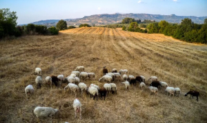 ΣΕΒΓΑΠ: Η ανεξέλεγκτη διάδοση ευλογιάς αιγοπροβάτων απειλεί τη φέτα και την κτηνοτροφία