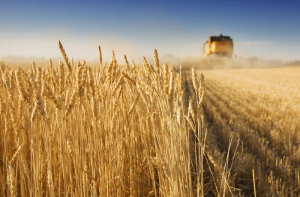 Eurostat: Μειώση 9% στην παραγωγή σιτηρών το 2022