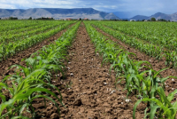 Γεωργία - κτηνοτροφία: Σταθερές οι τιμές εκροών, πτώση κόστους παραγωγής τον Μάιο