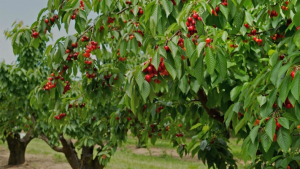 Στην αγορά τα πρώιμα κεράσια της Φθιώτιδας - Τσουχτερές οι τιμές