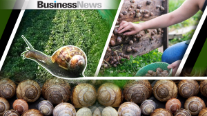 Εκτροφή σαλιγκαριών: Πώς εξελίσσεται η roller coaster εξαγωγική αγορά που παράγει μέχρι και... χαβιάρι