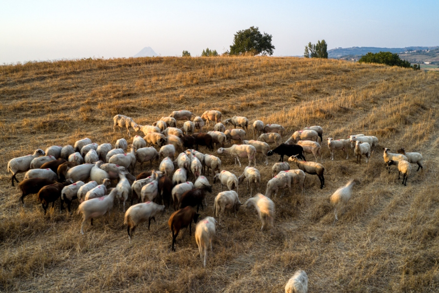 ΥΠΑΑΤ: 76 κρούσματα αφθώδους πυρετού σε 116 εκτροφές της Λέσβου