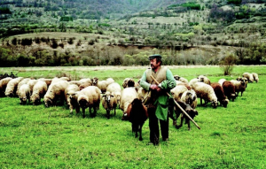 ΒΕΠ: Άμεση στήριξη στους πληγέντες κτηνοτρόφους από τις φωτιές στη Δυτική Αττική