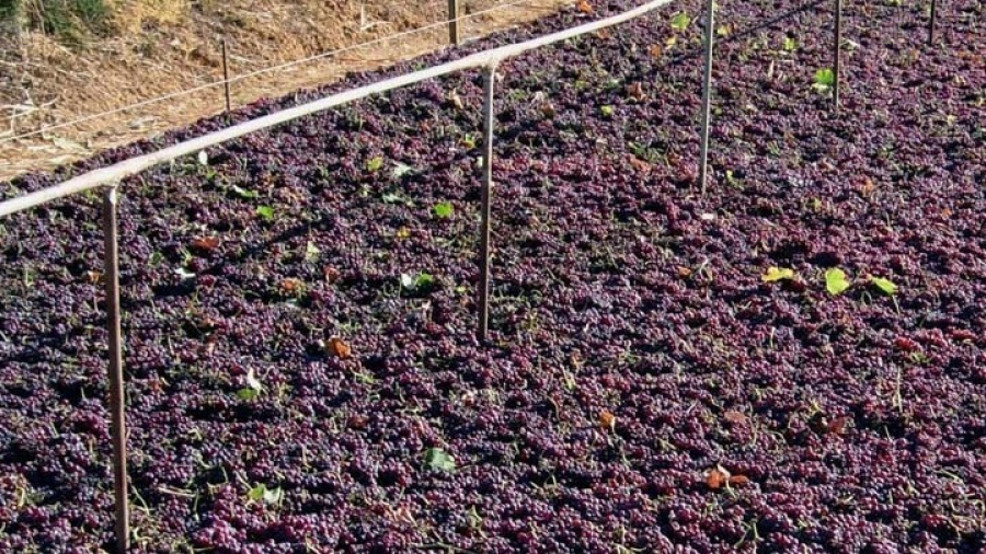 Αυξημένη έως 20% η φετινή παραγωγή κορινθιακής σταφίδας